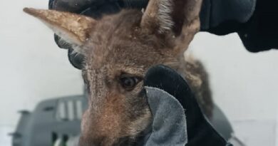 Sila. Cucciolo di lupo trovato da studenti Unical e salvato dalla Polizia Provinciale